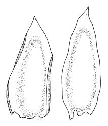 Sauloma tenella, leaves with acute apices. Drawn from isotype of Sauloma macrospora Sainsbury, R. Mundy s.n., 30 July 1926, CHR 466230.
 Image: R.C. Wagstaff © Landcare Research 2017 